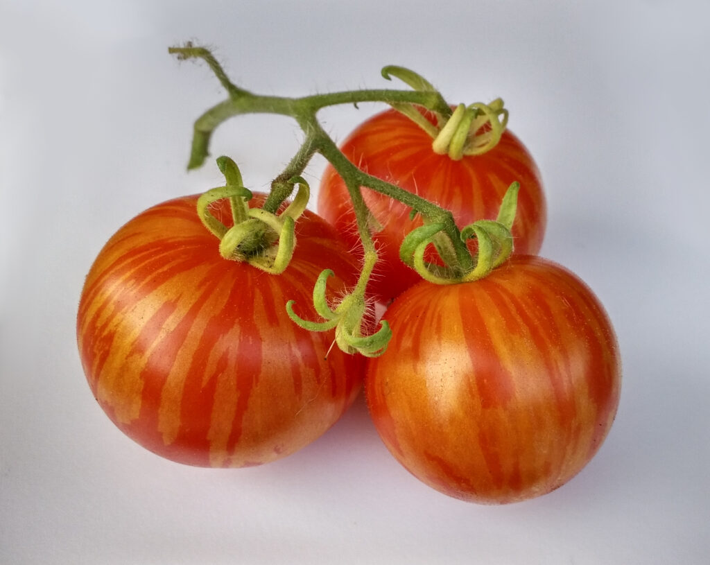 Tigerella